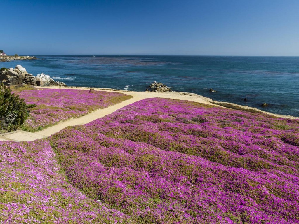 Monterey Peninsula, California