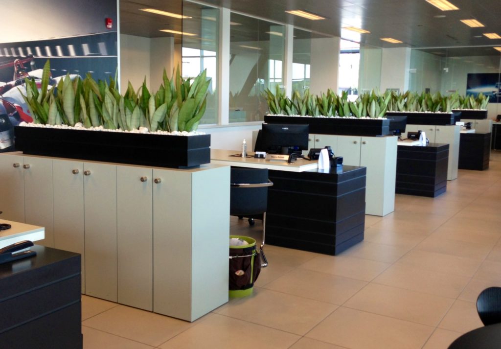 Office plants