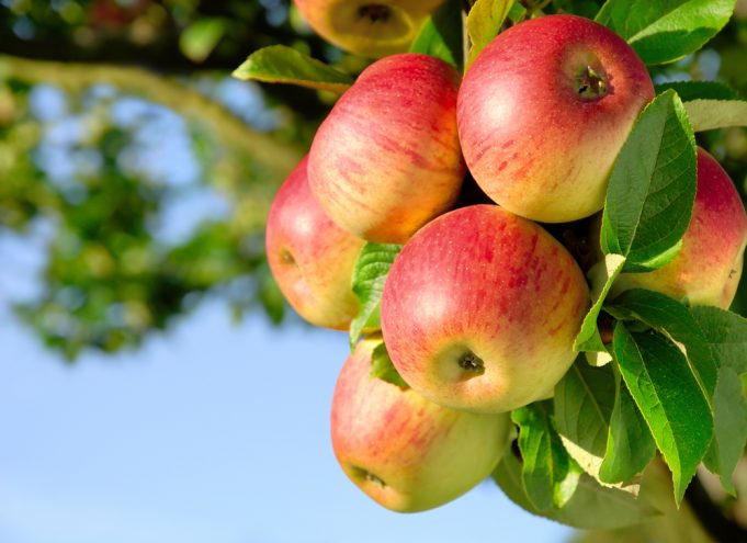 Top 7 Fruit Trees Grown For Small Places