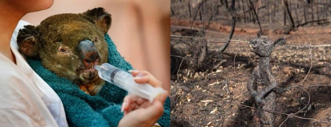 10 Things You Need to Know About Australia Fires - Blogrope